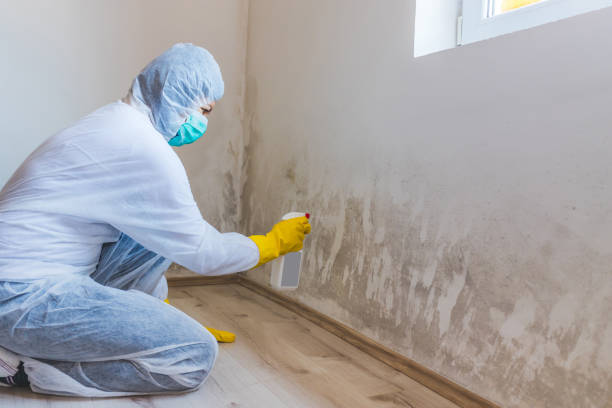 Licensed Mold Cleanup service in Nunica, MI - WQB Mold Removal