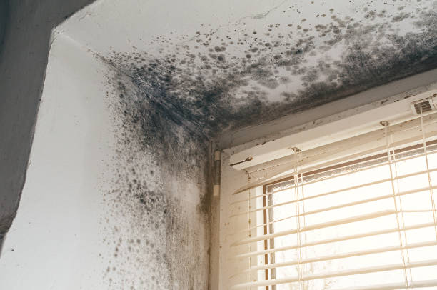 Affordable Mold Cleanup solutions in Nunica, MI